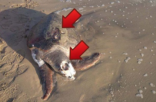 Νάξος: Ακόμα μια νεκρή θαλάσια χελώνα του είδους caretta caretta